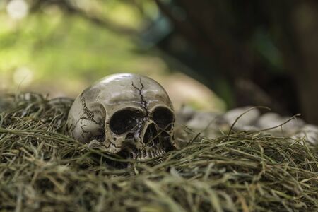 skull or skeleton of human photographyの写真素材