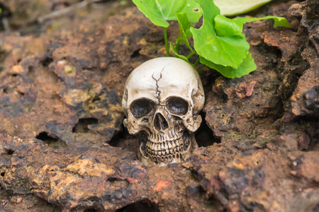 skull or skeleton of human photographyの写真素材