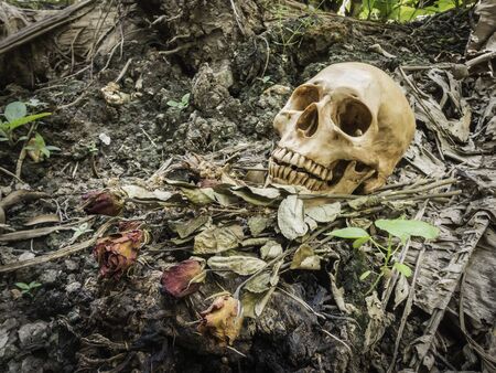 skull or skeleton human photographyの写真素材