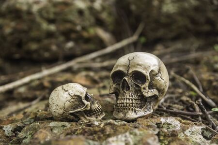 skull or skeleton human photographyの写真素材