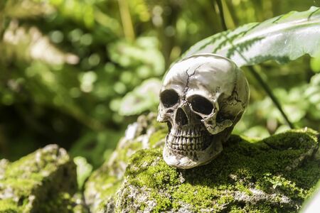 skull or skeleton of human photographyの写真素材