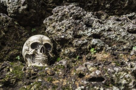 skull or skeleton human photographyの写真素材