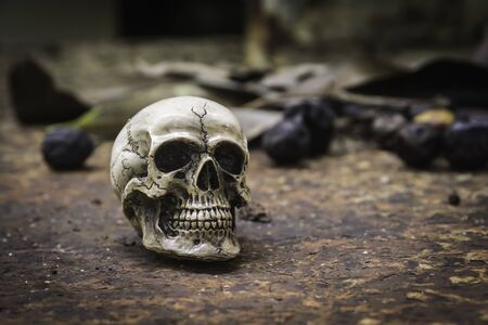 skull or skeleton human photographpyの写真素材