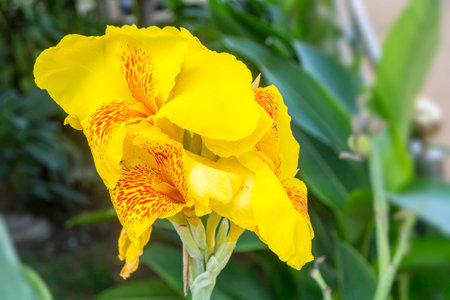 Canna flower in the garden photographyの写真素材