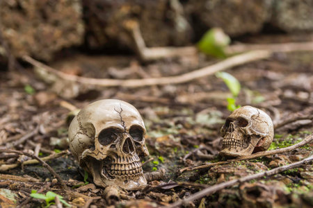 skull or skeleton human photographyの写真素材