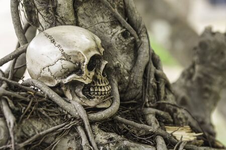 skull or skeleton of human photographyの写真素材