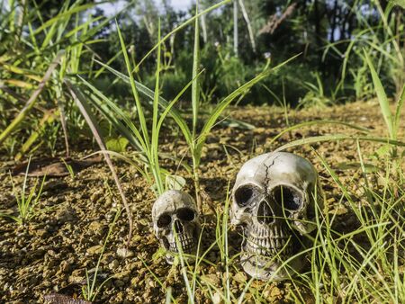 skull or skeleton human photographyの写真素材