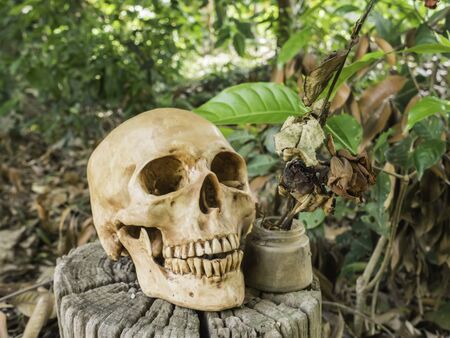 skull or skeleton human photographyの写真素材