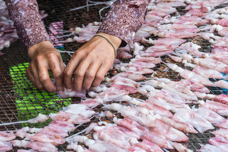 Dried squid are the food of the fishermenの写真素材