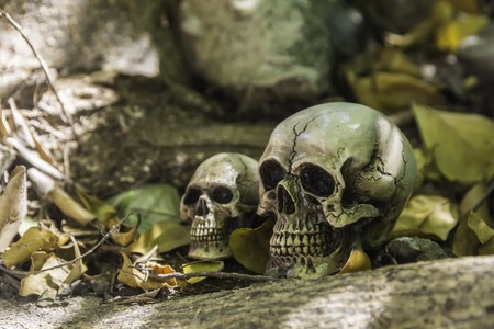 skull or skeleton of human photographyの写真素材