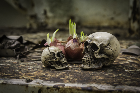 skull or skeleton human photographpyの写真素材