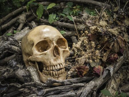 skull or skeleton human photographyの写真素材