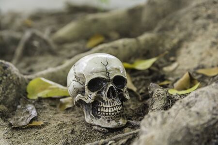 skull or skeleton of human photographyの写真素材
