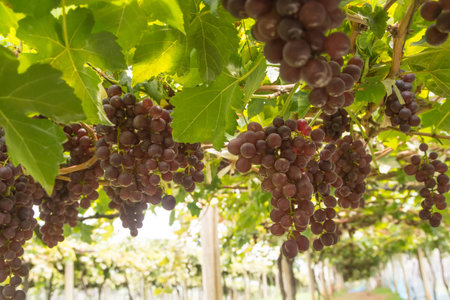 grape wineの写真素材