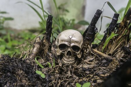 skull or skeleton of human photography