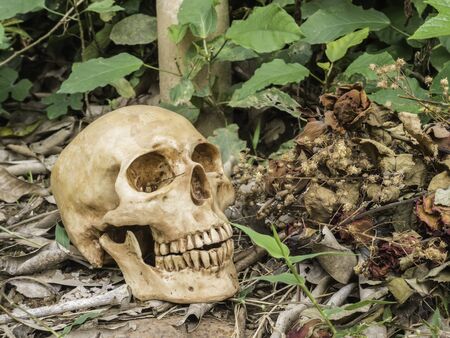 skull or skeleton human photographyの写真素材