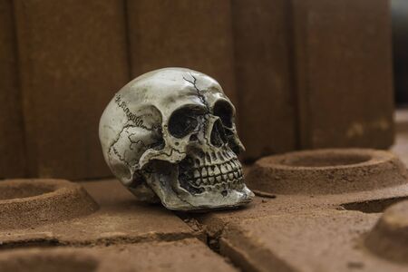 skull or skeleton of human photographyの写真素材