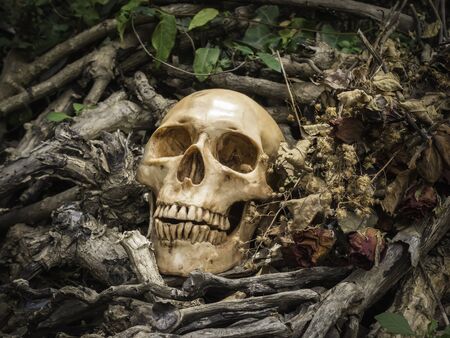 skull or skeleton human photographyの写真素材