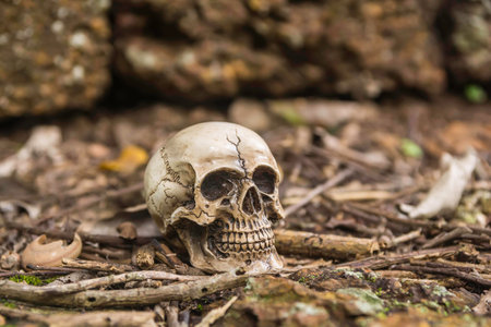 skull or skeleton human photographyの写真素材