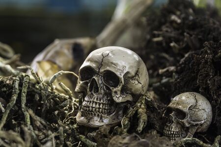 skull or skeleton of human photographyの写真素材