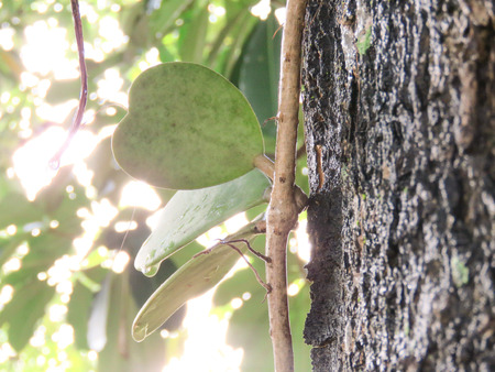 Hoya leaves with raindrops and morning sun.の写真素材