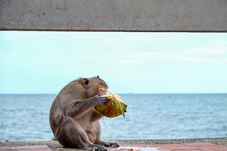 Monkey drinking coconut juice at the seaside.の写真素材