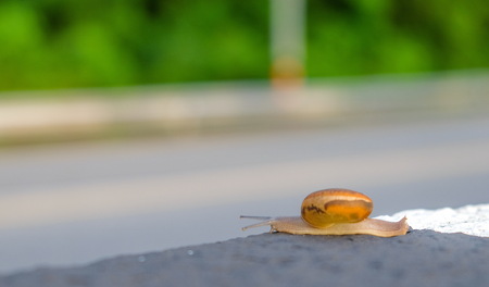 snail slow motion on blur background.の写真素材