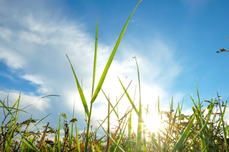 Sunrise on the grass.の写真素材