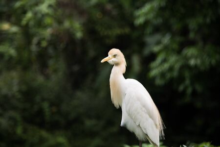 heronの写真素材