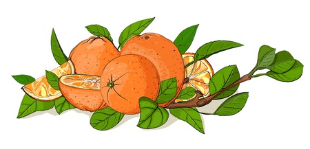Fresh Oranges and Leaves Composition  のイラスト素材