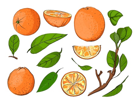 Fresh Oranges and Leaves Set のイラスト素材