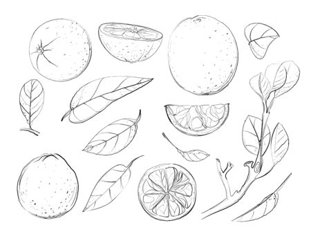 Sketch Oranges and Leaves のイラスト素材