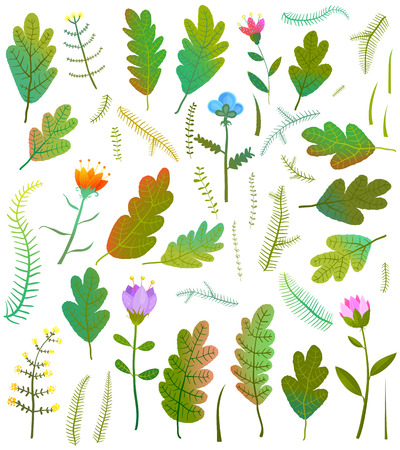 Summer or fall forest items collection. Vector illustration.の写真素材