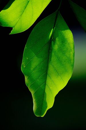 Butcher leaves reflect the sun の写真素材