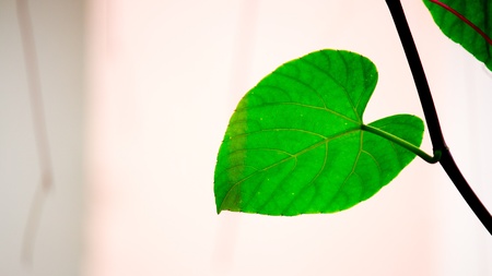 Other side of the leaves の写真素材