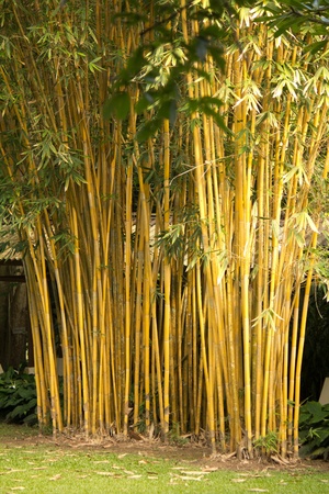 Bamboo in phitsanulok thailandの写真素材