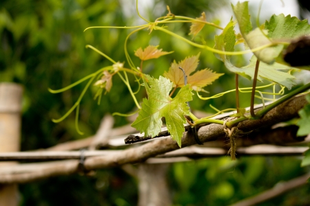 Leaves of grape vines in Thailandの写真素材