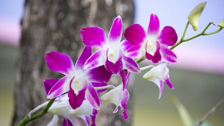 Wild orchid flower in the forest の写真素材