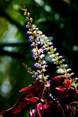 croton  in the garden の写真素材