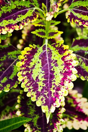 croton leaves in the garden の写真素材