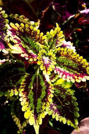 croton leaves in the garden の写真素材