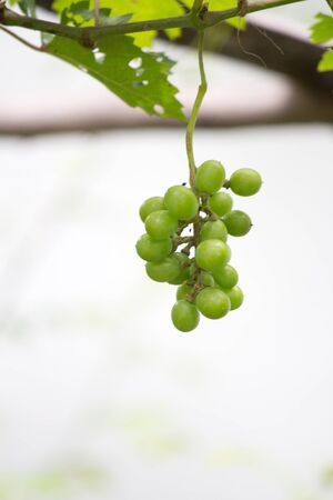 Grapes are a new bunch の写真素材