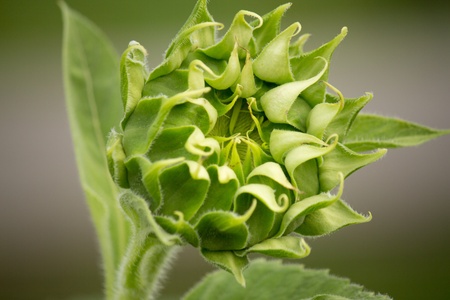 Still not fully grown sunflower の写真素材