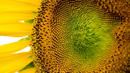 Sunflower in a gardenの写真素材