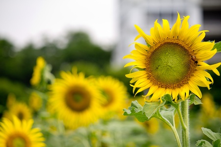 Sunflower in a garden with a bee swarmの写真素材