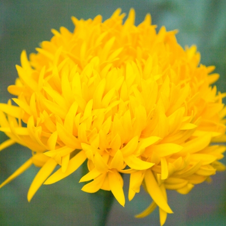 Marigold flowers in front of a house の写真素材