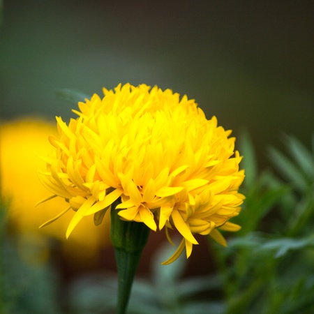 Marigold flowers in front of a house の写真素材