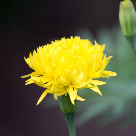 Marigold flowers in front of a house の写真素材