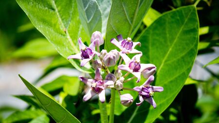 Crown used for ceremonies の写真素材