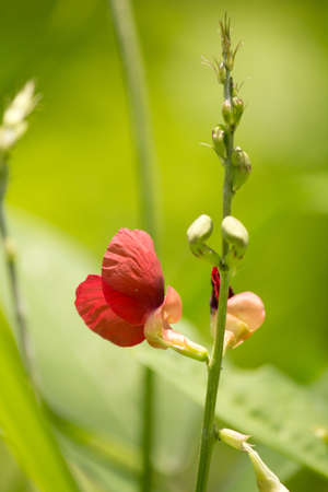 red  flower, green grass backgroundの写真素材